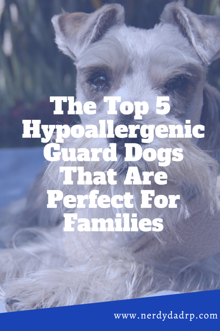 The Top 5 Hypoallergenic Guard Dogs That Are Perfect For Families