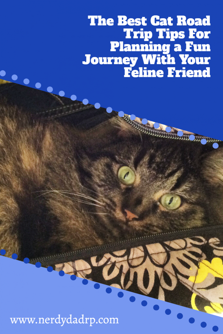The Best Cat Road Trip Tips For Planning a Fun Journey With Your Feline Friend